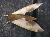 Phylloxiphia formosa